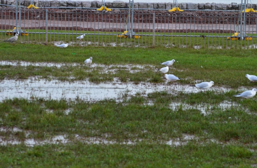 Waterlogged grass. Sea gulls