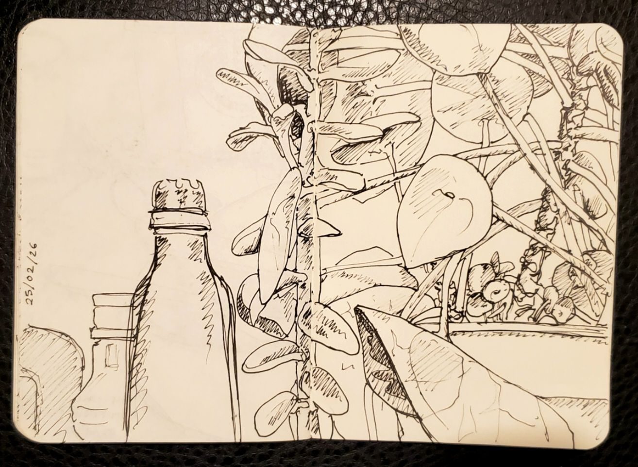Pen fine liner sketch of a Chinese money plant and other items