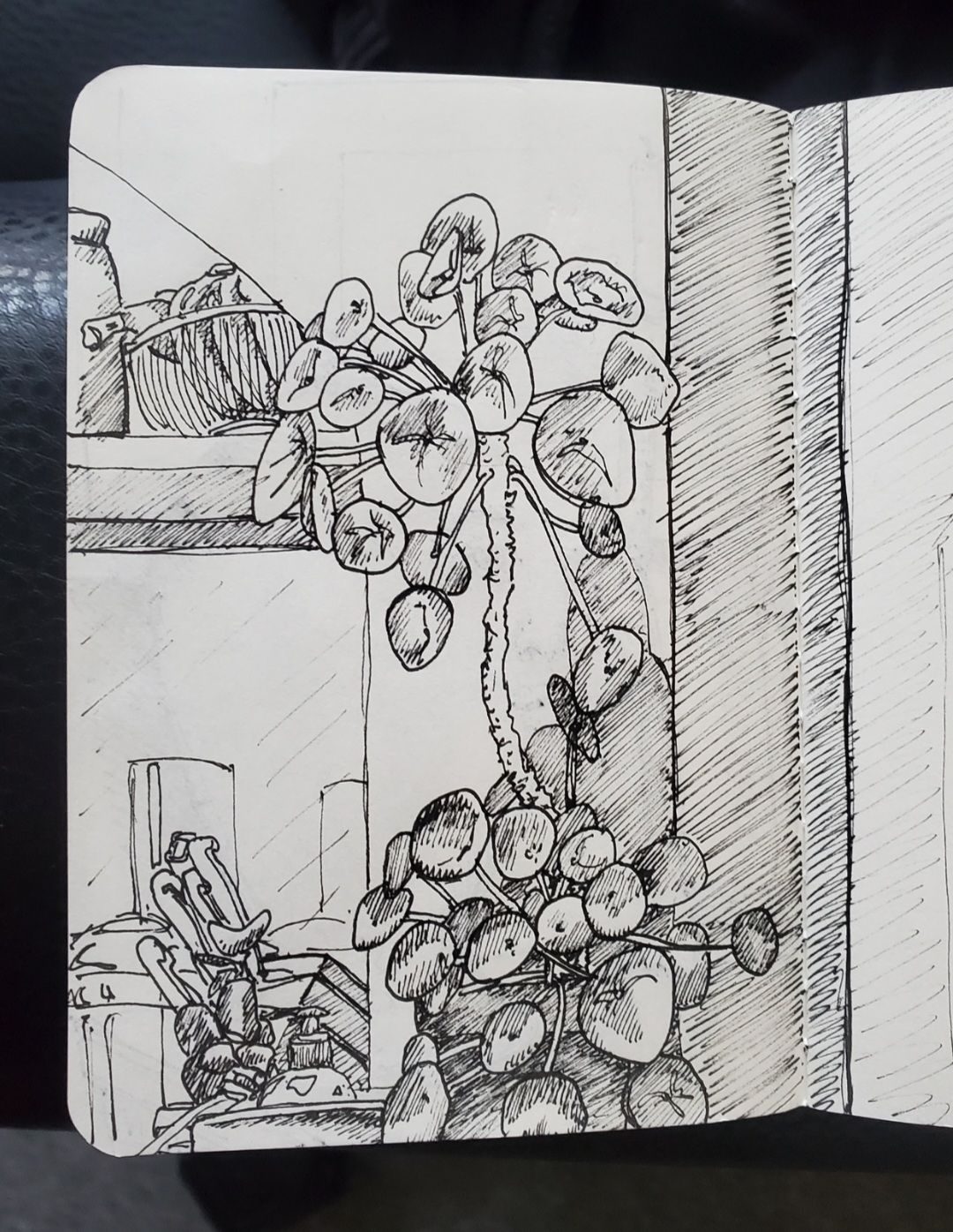 Pen fine liner sketch of two Chinese money plants