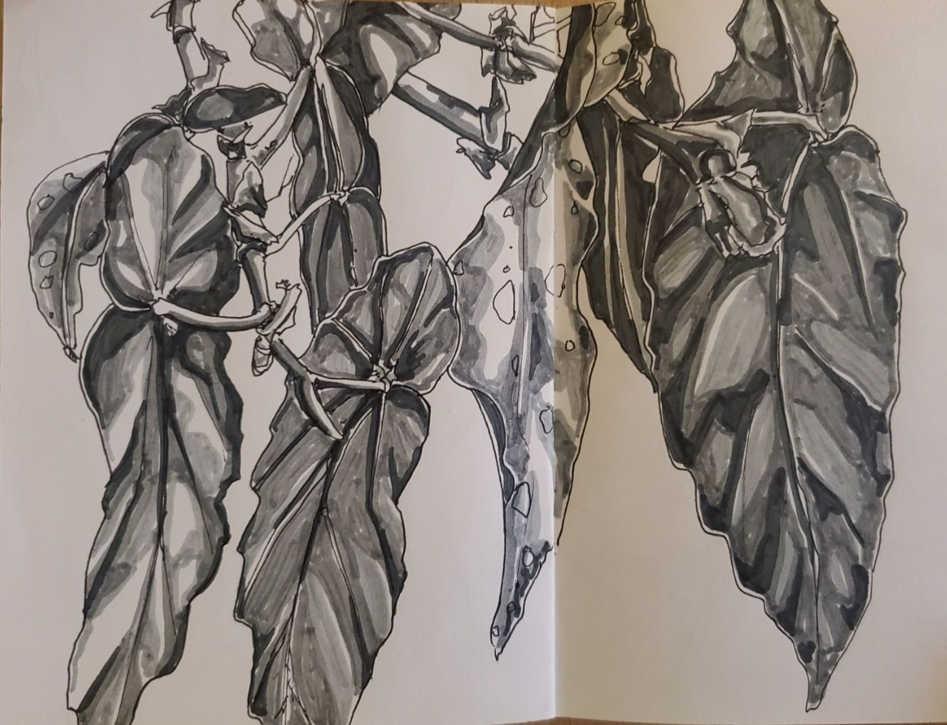 A monochromatic tonal drawing of a wrinkled plant