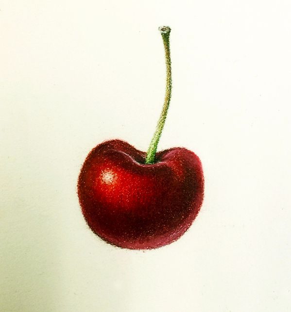 Colour pencil on paper drawing of a single cherry with long stem