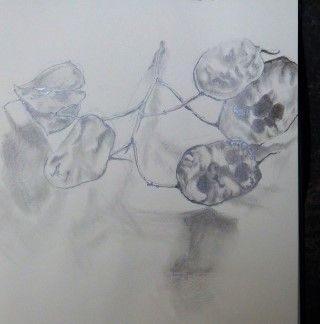 Pencil drawing of a seed head from the Honesty plant