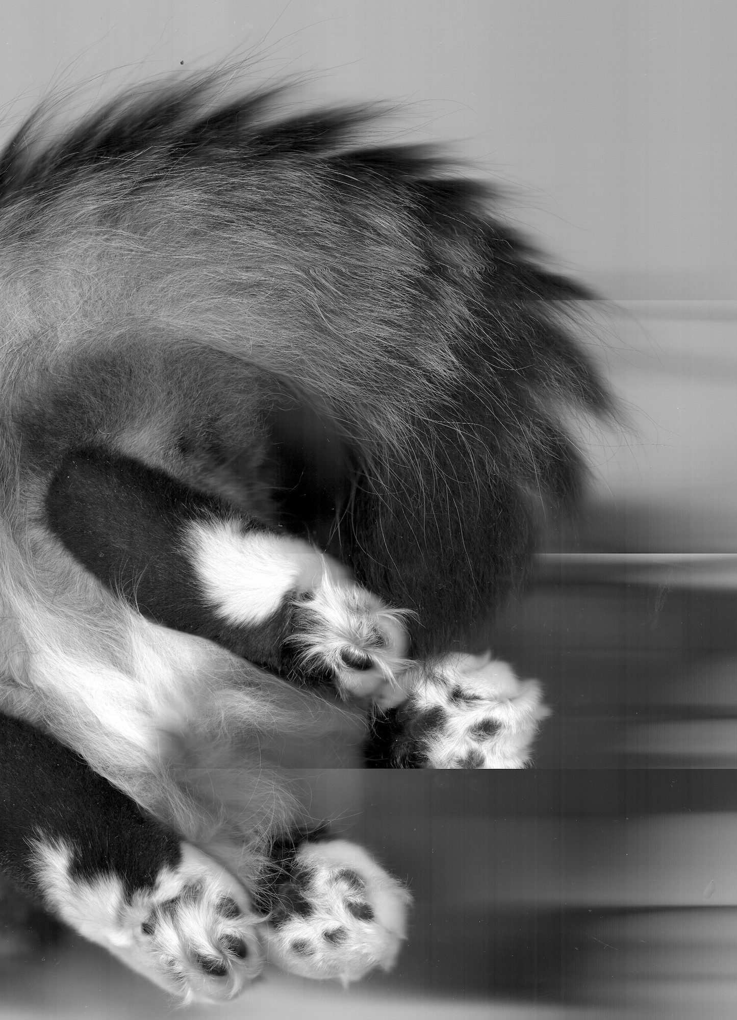 Black and white banded photocopy of a cat on a copier showing feet with toe-beans and fluffy tail.