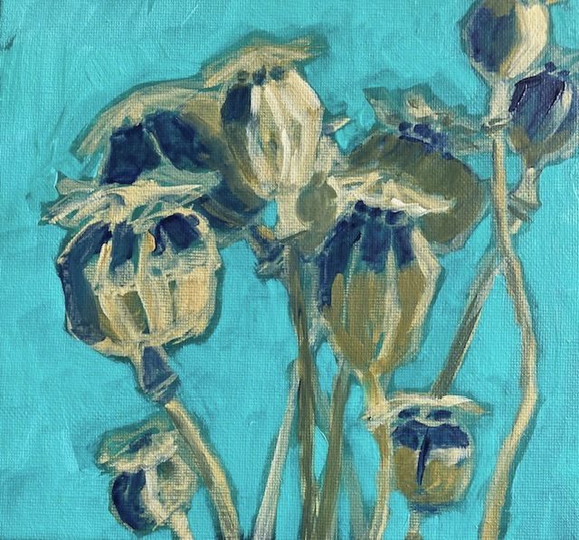 Poppy pods on turquoise background