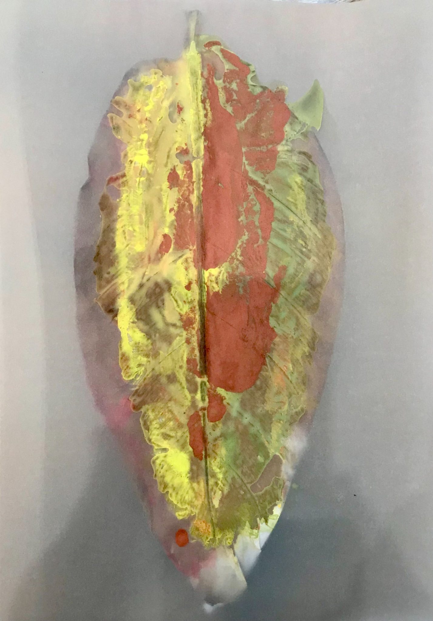 Imprinted leaf over translucid paper, photographed with backlight source