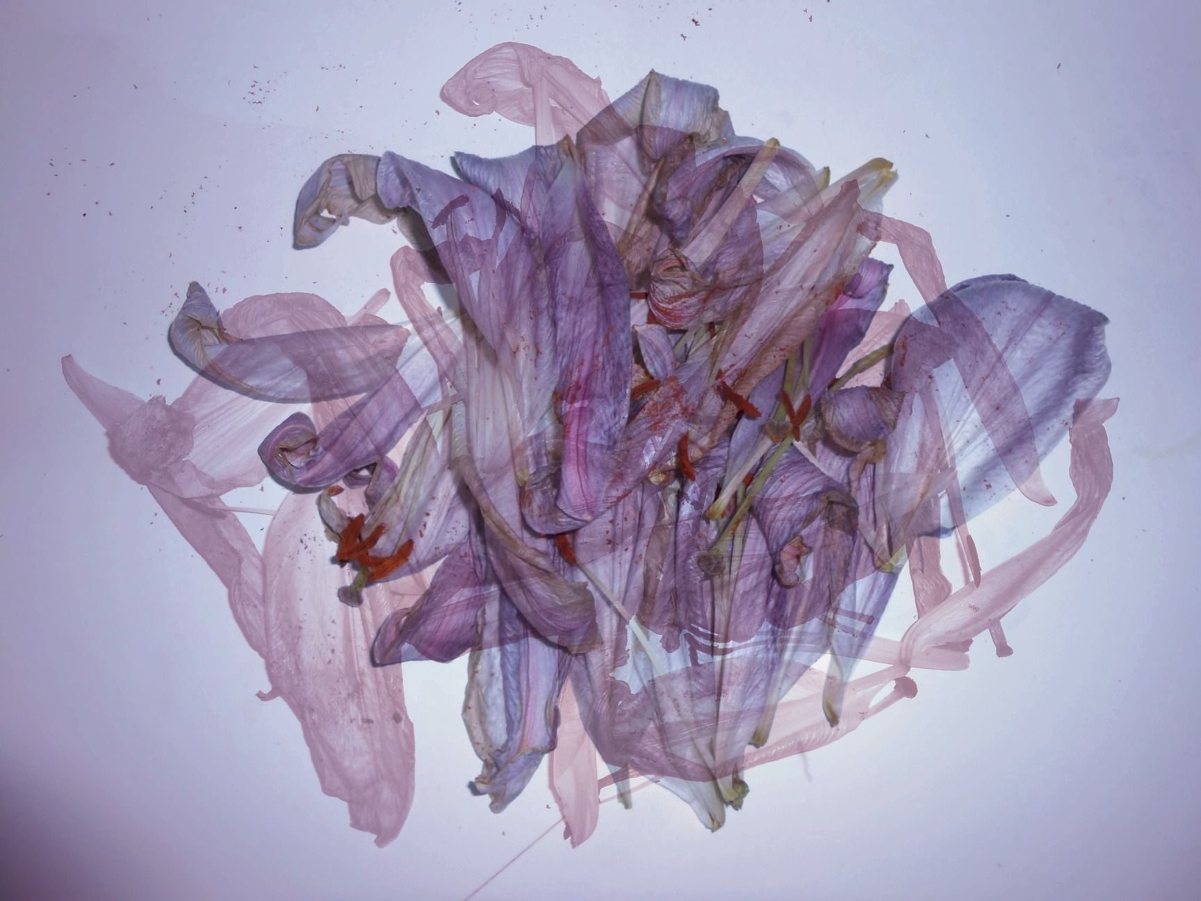 a digital photograph of dead lilies in a pile (colorized) , with a secondary layer of dead lilies in a different formation (singular toned, almost illustrative) creating an abstract formation between the living dead things.