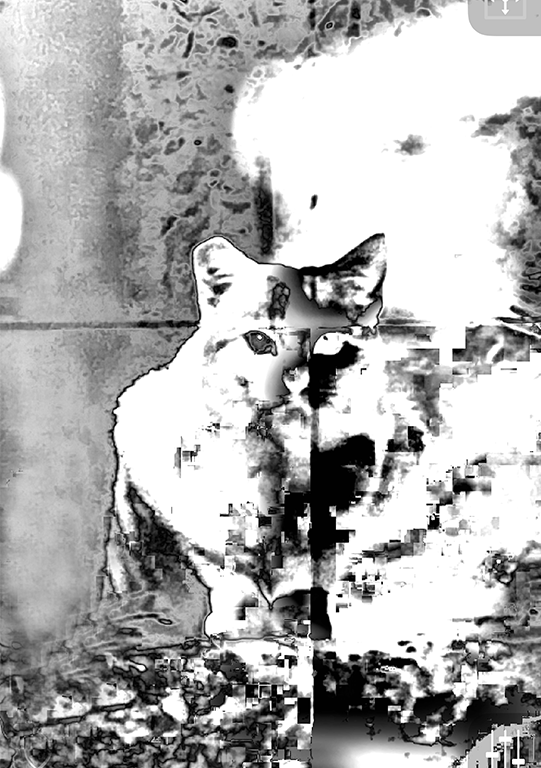 Digitigal black and white cat