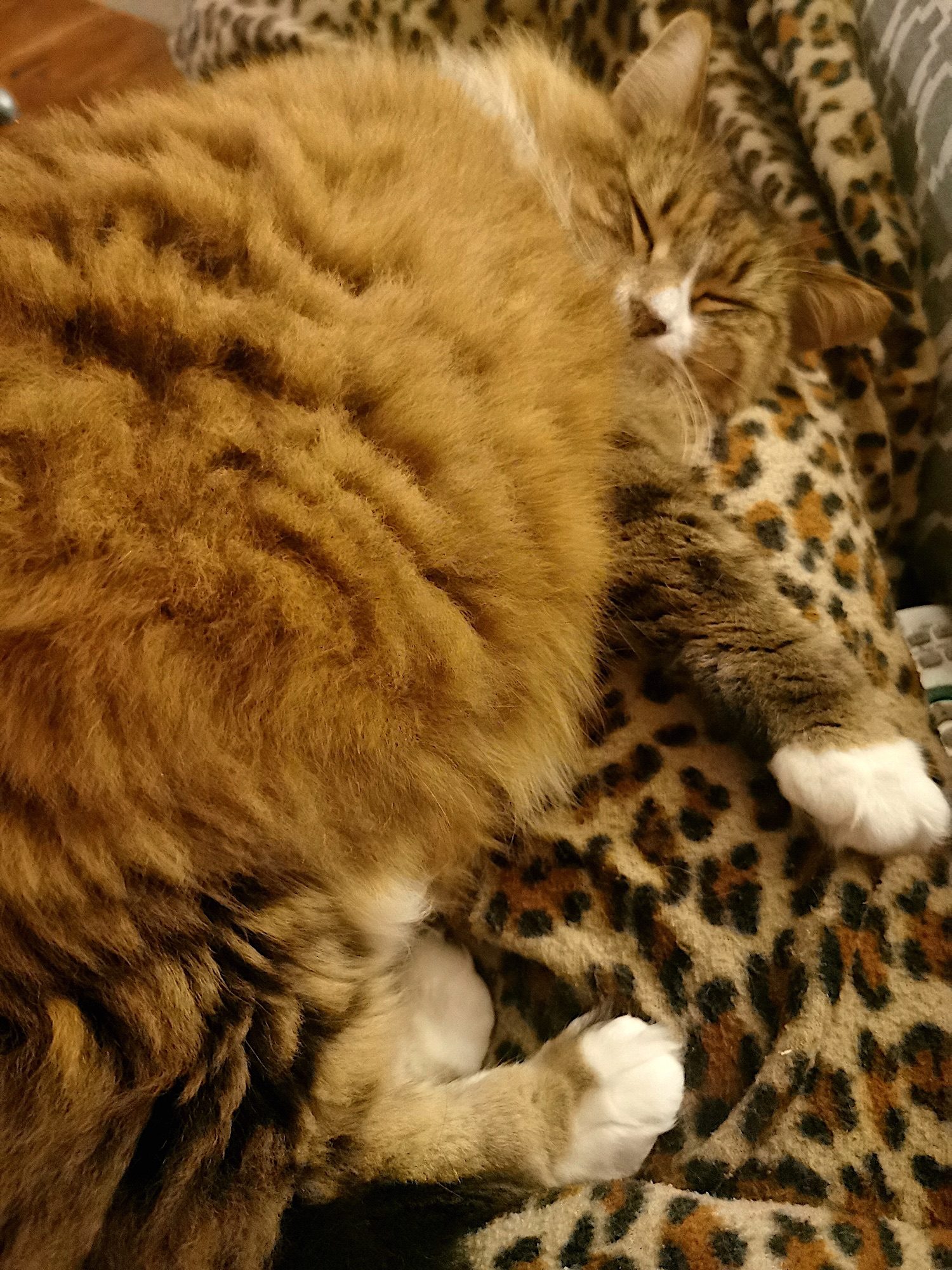 A fluffy tabby cat lies on a leopard pattered throw on a lap