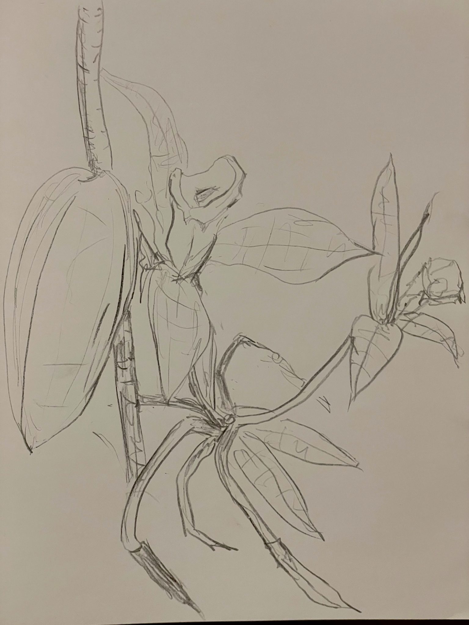 A drawing of a vanilla orchid with several pods