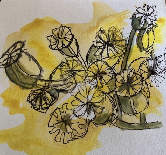 Poppy seedheads from above, black liner pen on watercolour base