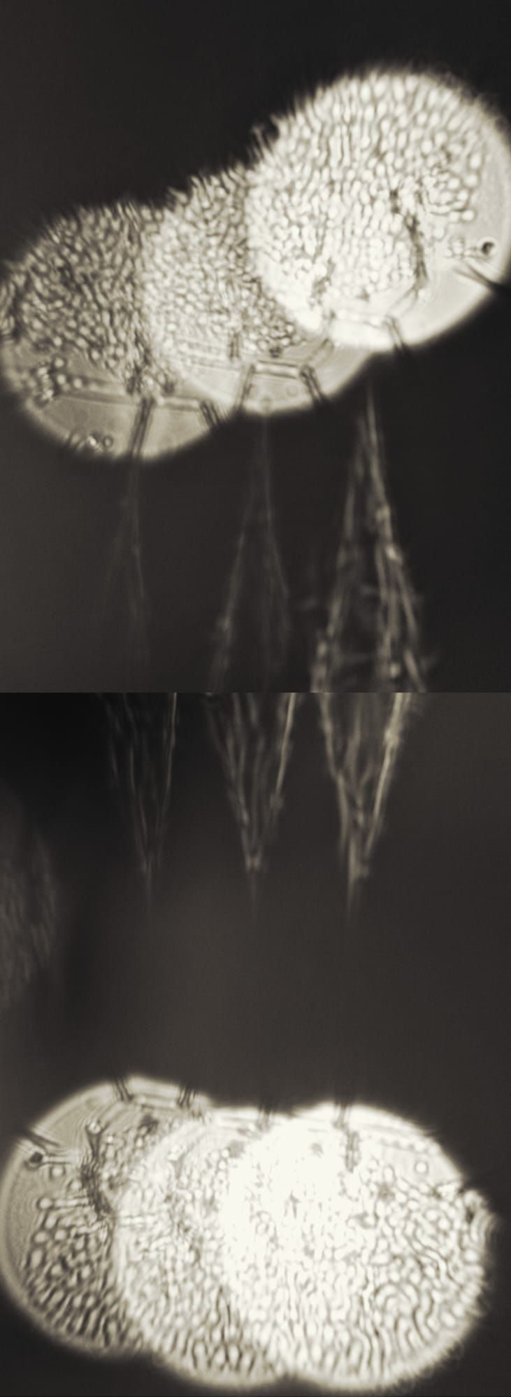 photo take with my phone after it fallen in the river where it spent a several minutes. Edited in phone.