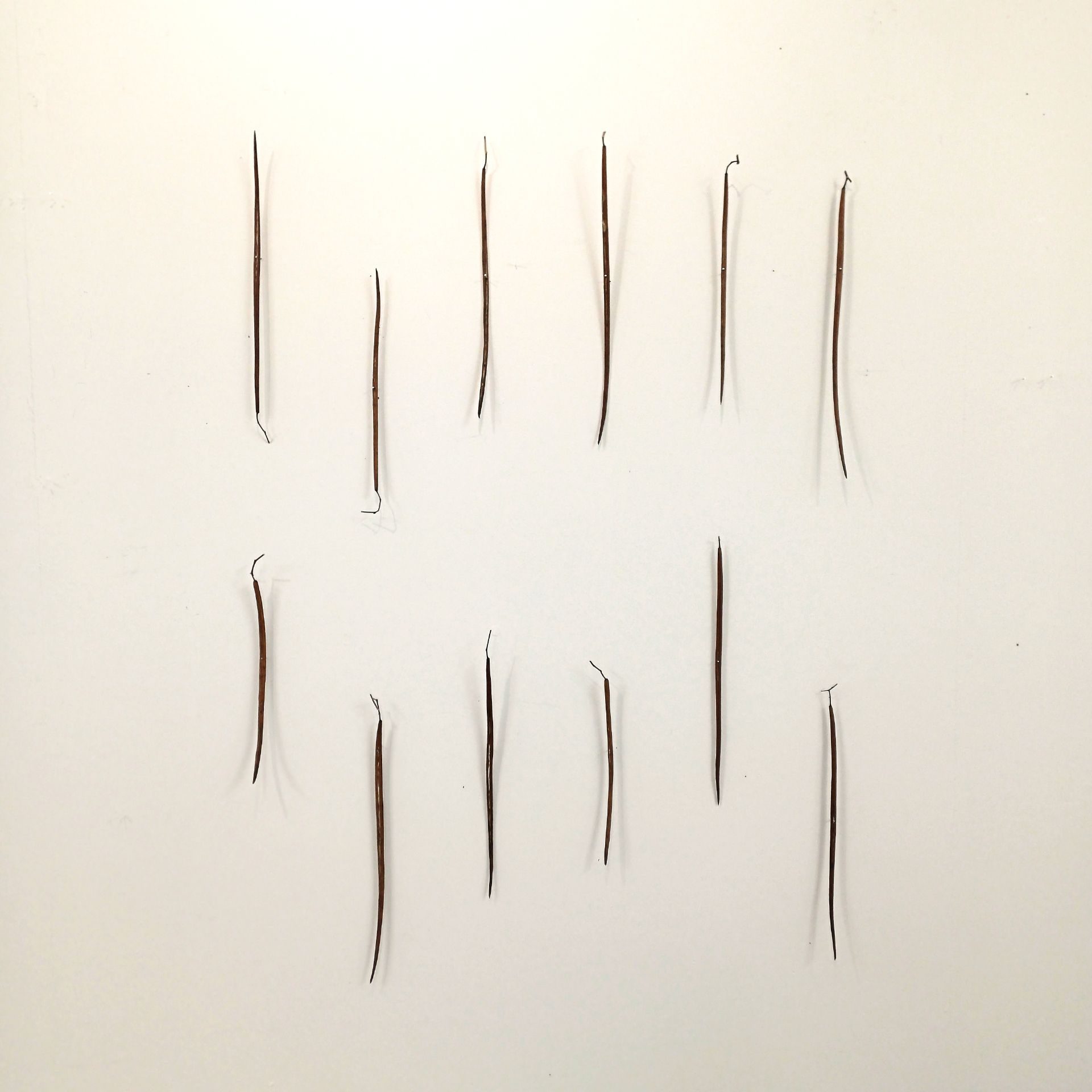 6 yellow bean tree seed pods are lined up on a wall using discreet nails and then below them another similar line is formed.  The seed pods are fine long thin black ( dark brown) with a slight curve at one end and a tiny bit of hooked stalk at the other end.  One or 2 of the seed pods are lower or raised imitating musical notes and giving the work the semblance of a musical score.  The fine thin seed pods are also reminiscent of a conductors baton, with the work having an ethereal elegance.