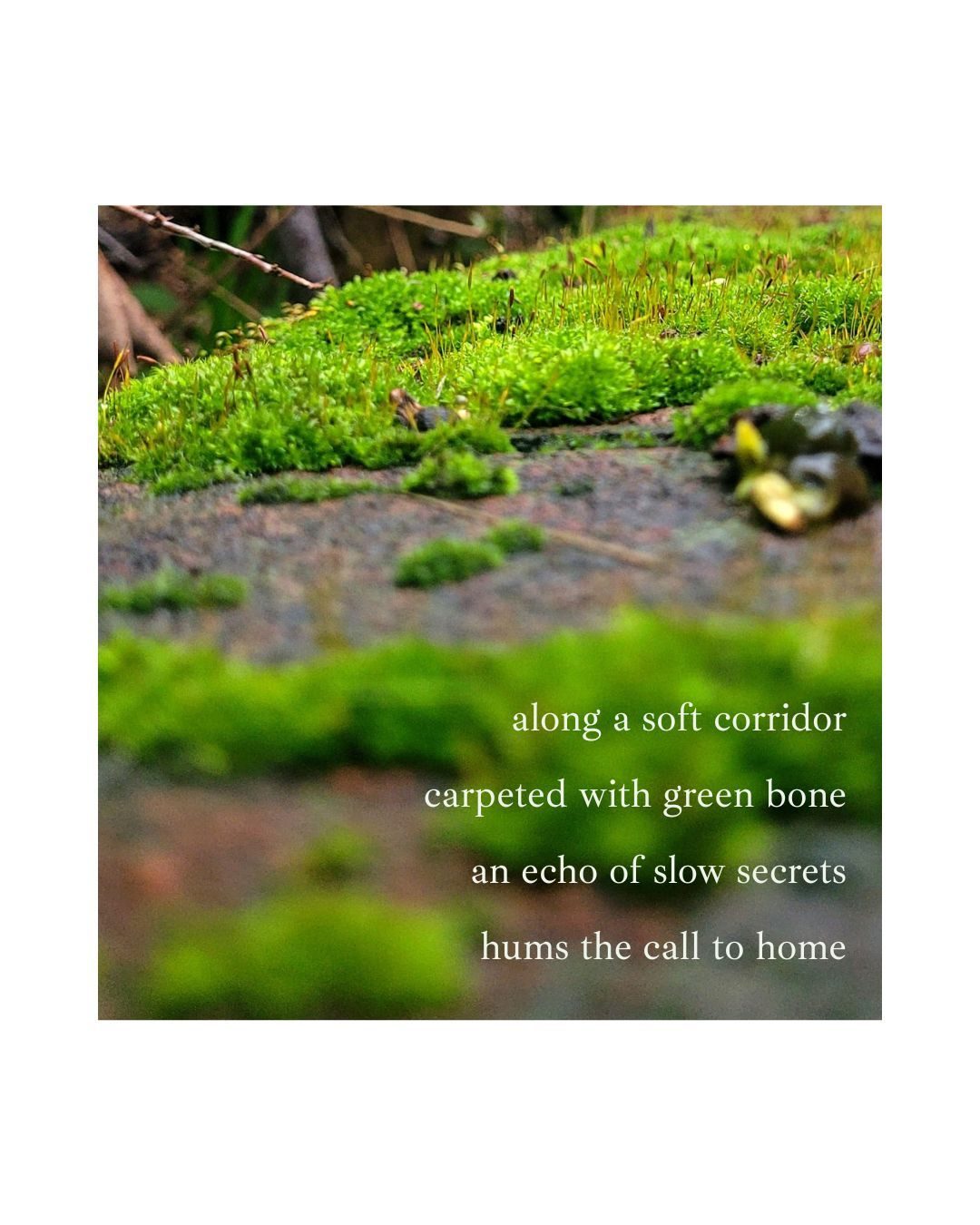 a close up photo of vibrant green moss