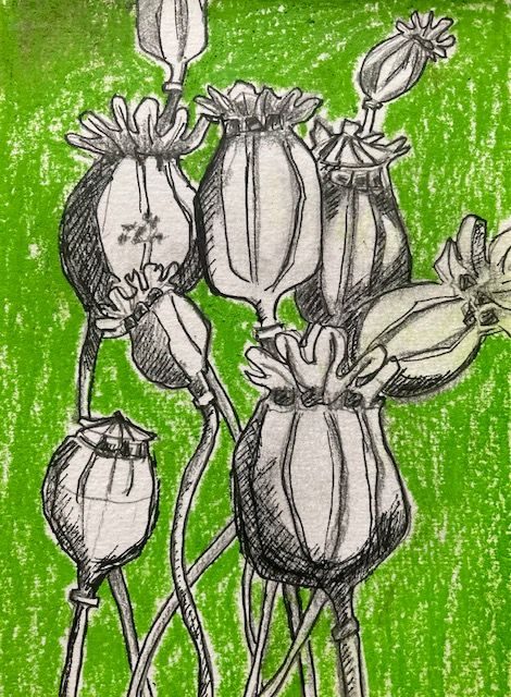 Poppy pods in graphite/pen with green inktense background