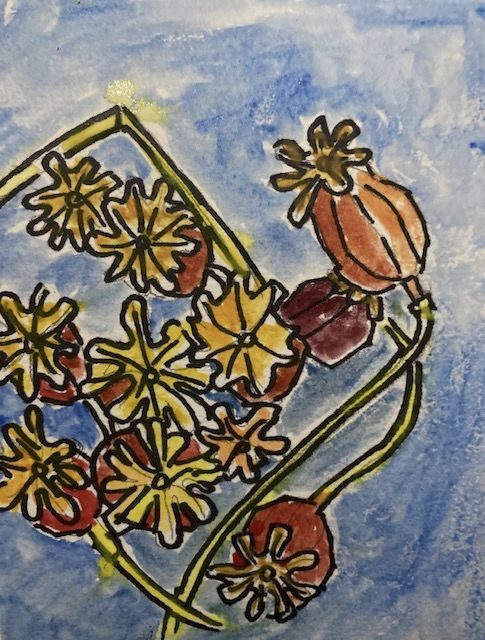 Poppy pods from above in watercolour