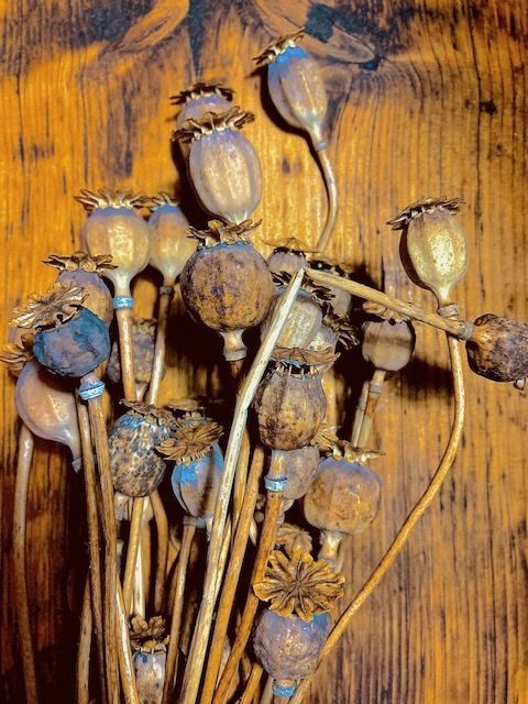 Photograph of a bunch of dried poppy seed heads