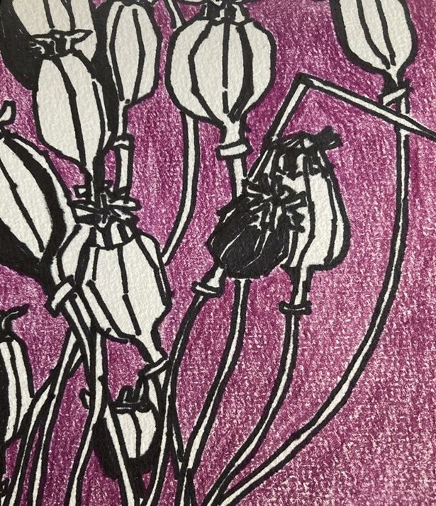 Black pen drawing of a bunch of poppy seedheads with background in coloured pencil