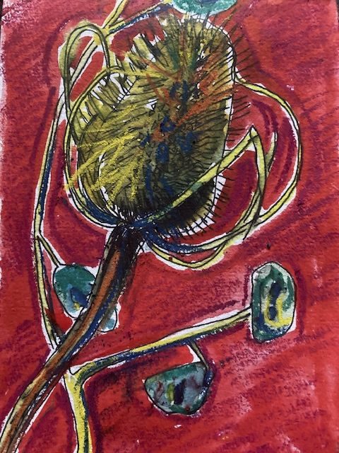 Drawing of dried teasel and honesty with watercolour and inktense