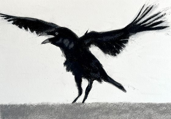 A drawing of a baby crow spreading its wings and crowing