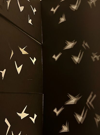 shadows of birds on various surfaces