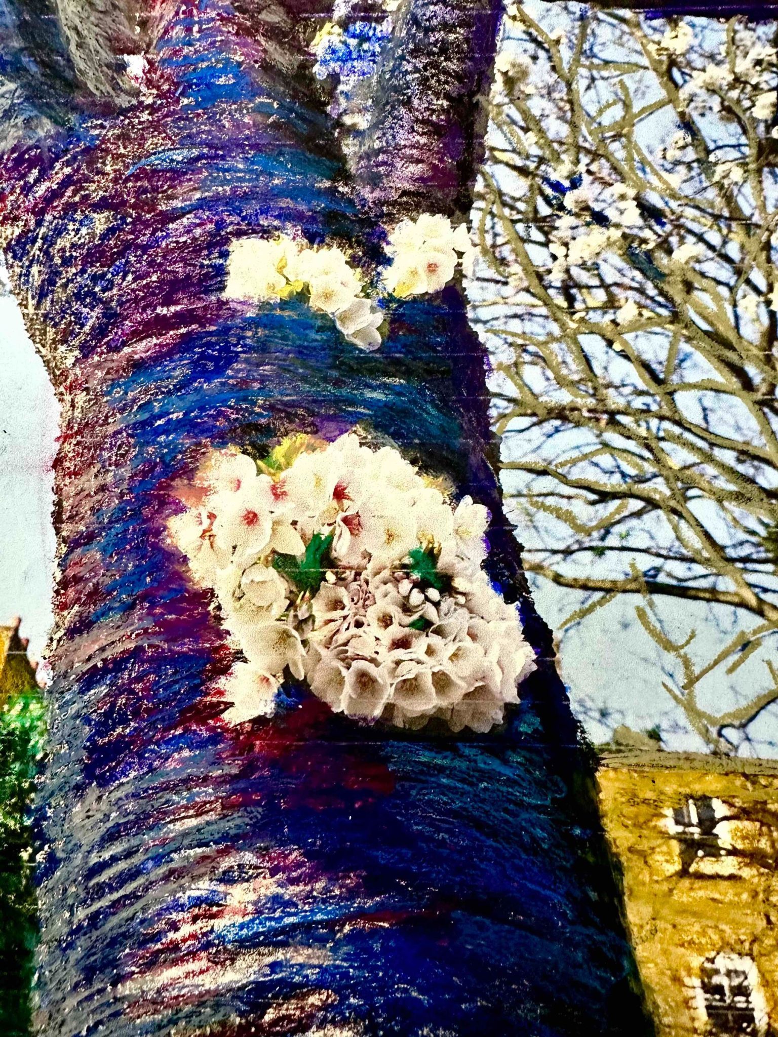 a photo reworked looking up a the trunk of the cherry tree, and there are lovely 