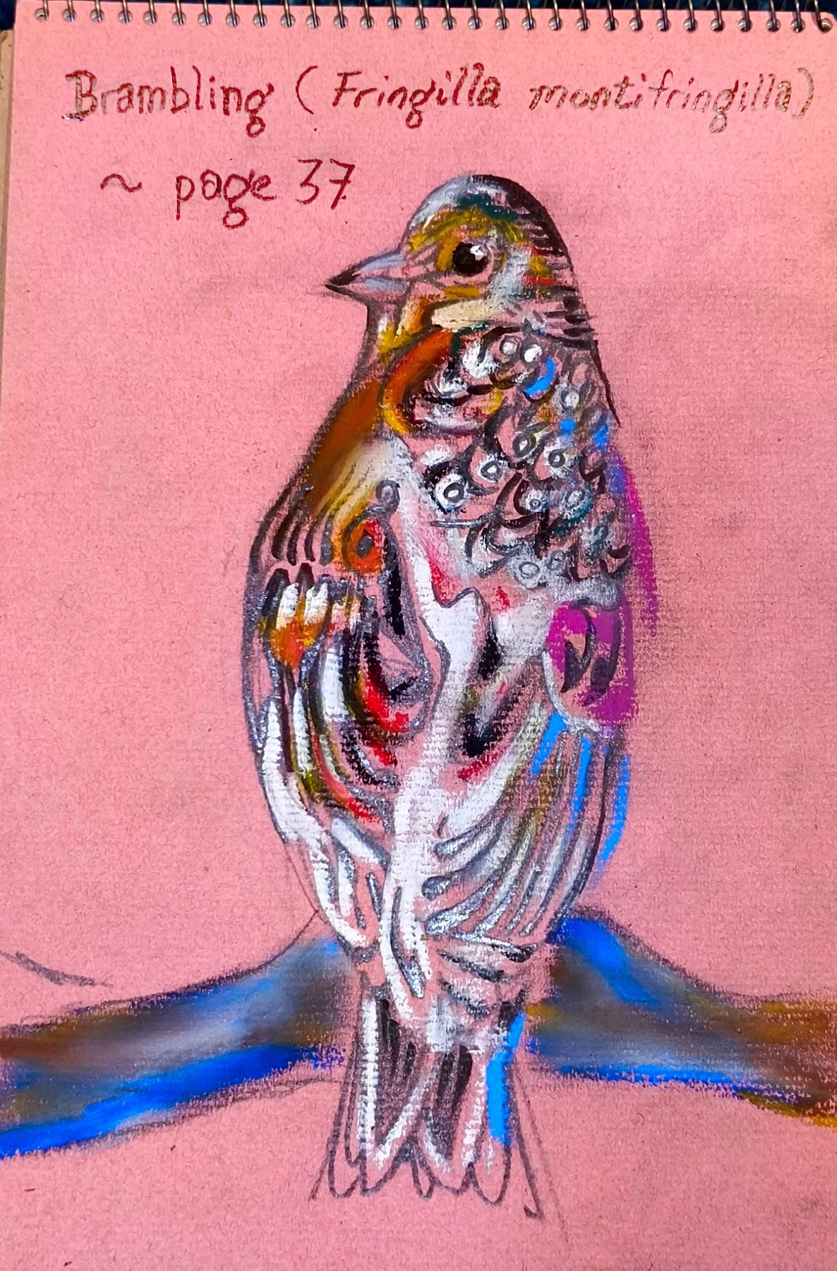 An abstract drawing in pencil and pastels of a Brambling