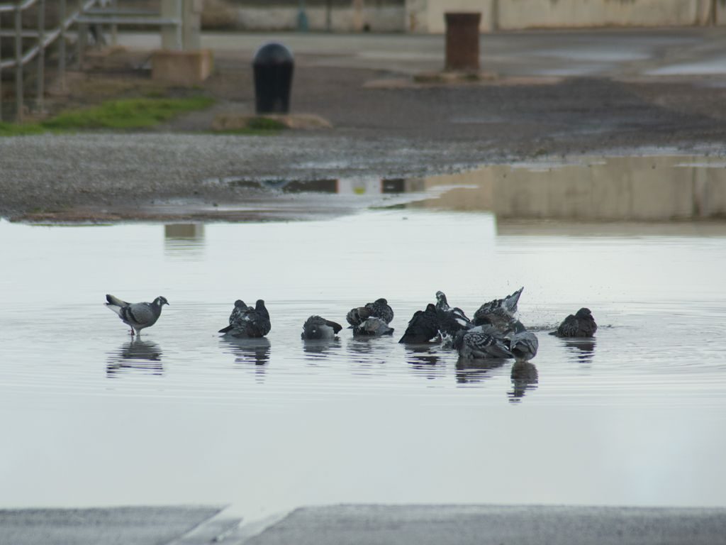 a photograph of a flock of pigeons taking advantage of a large puddle to bathe.