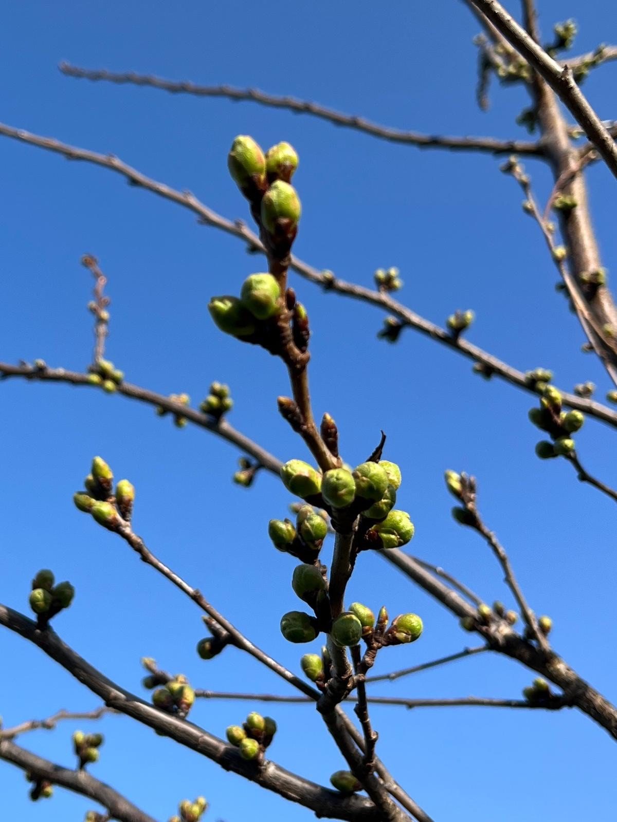 Photograph of tree buds