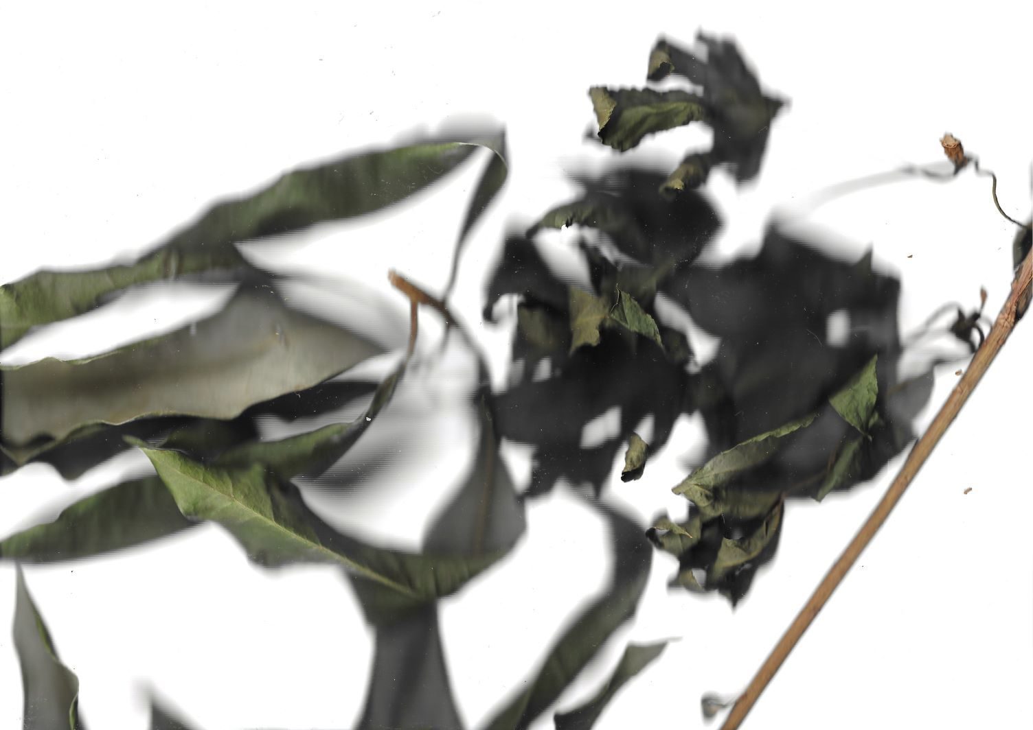 a scanned image of dry branch with wilted leaves, some seem to be half disappearing into the white background