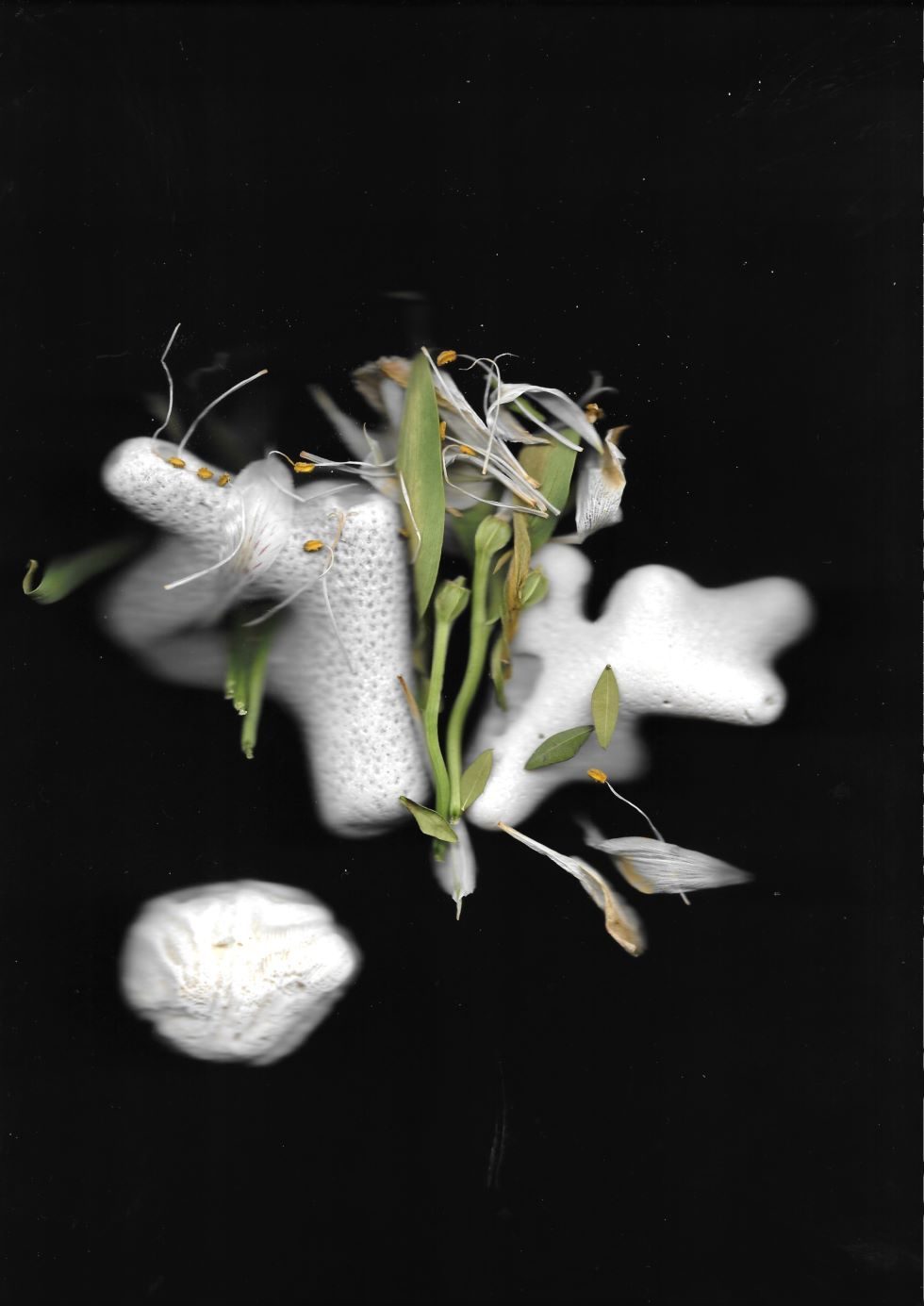 a scanned image of petals and flower stem between three white stones of different sizes and with jagged edges, some petals have come loose, some leaves are torn or squashed but it looks like the remaining flower is breaking the stones apart
