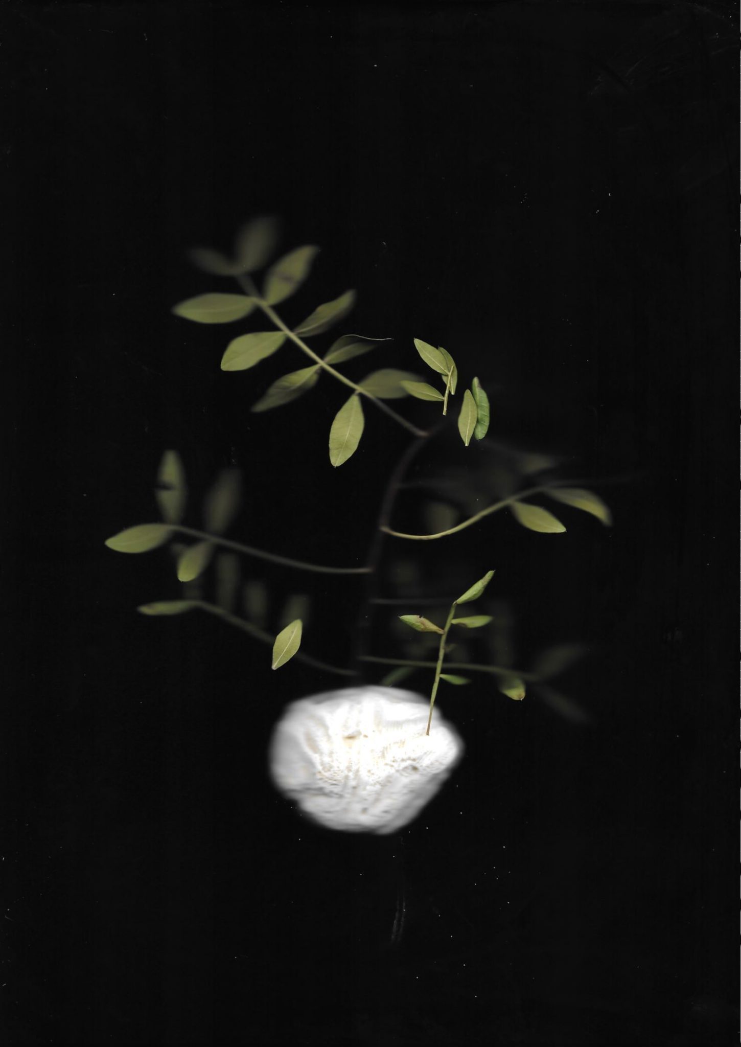 scanned image of a small stone with leaves coming out of it, on black background