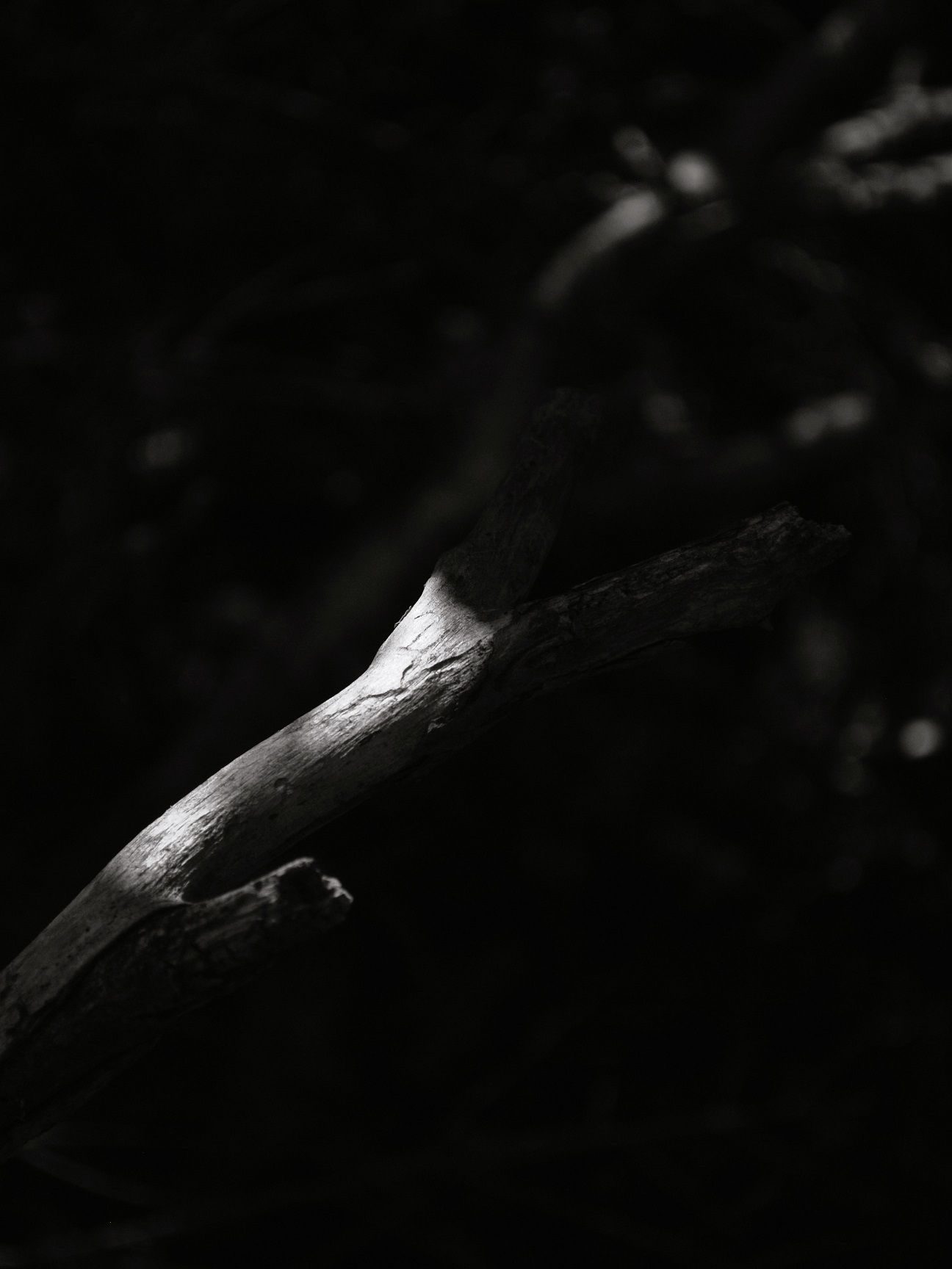 A b&w photograph of sunlight on a twig that's been eaten by insects. The background is dark and blurry.
