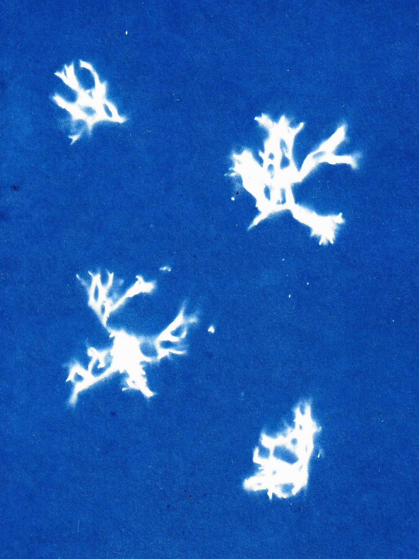 A blue cyanotype/sun print of four small lichen who appear to be dancing or moving through the air.