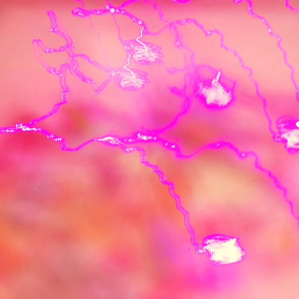 A square image of purple distorted string lights and wires. They have a fluid feel to them. The background is pink and blurred.