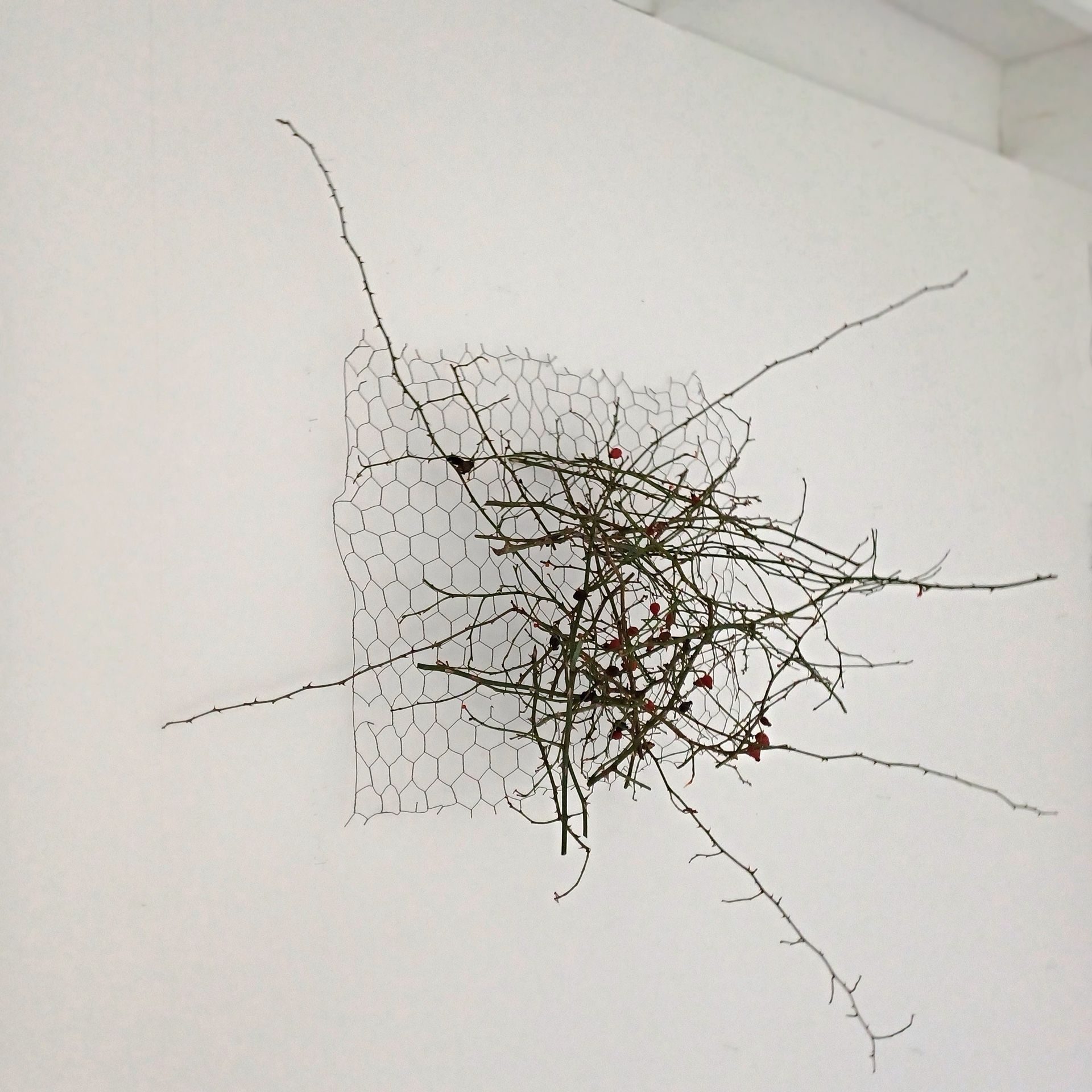 A bunch of tangled dog rose stems are held on a square of chicken wire to project into the space.  5 of the stems fly outward suggesting spider legs and add a touch of elegance to the muddle of briers.