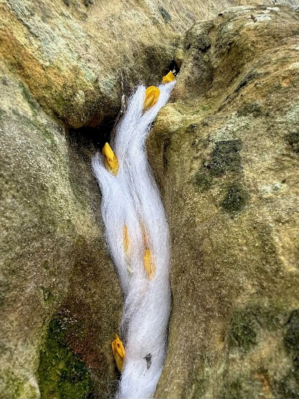 Wispy bit of sheep's wool twisted up with yellow Gorse flowers in a worn crack of limestone