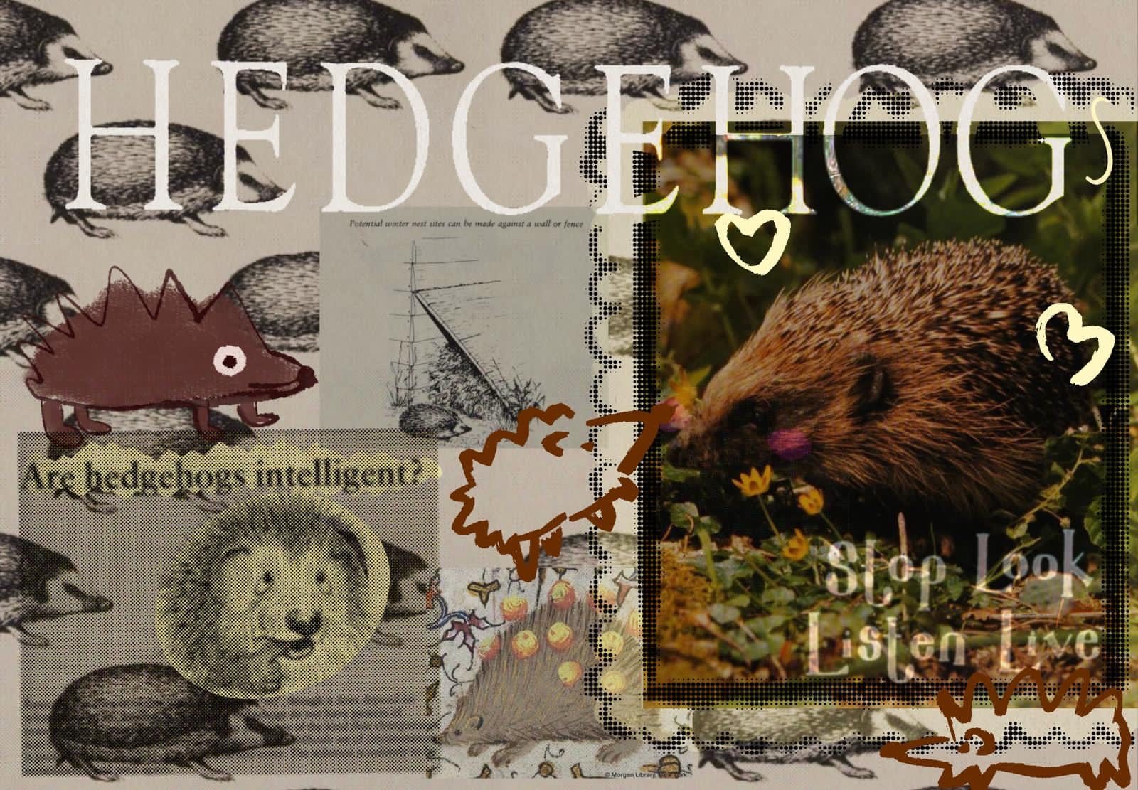 a digital collage all about hedgehogs. there are crude doodles, a photo of a hedgehog in a doodled frame and other random pictures and pages from books on hedgehogs. in one, there is text saying “are hedgehogs intelligent?” the title hedgehogs is large at the top of the page