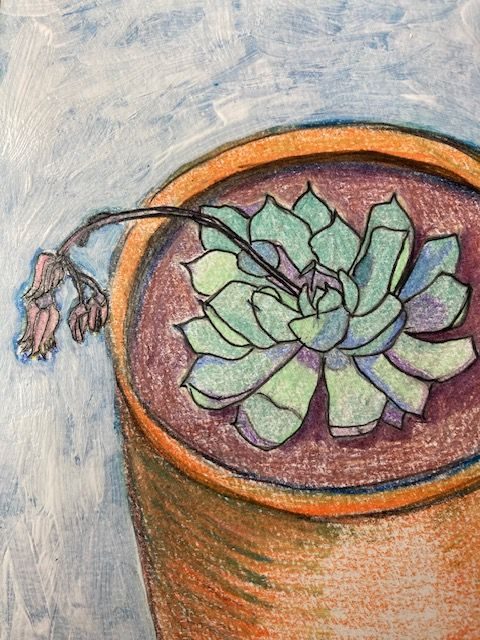 Flowering succulent plant in coloured pencil and black liner pen