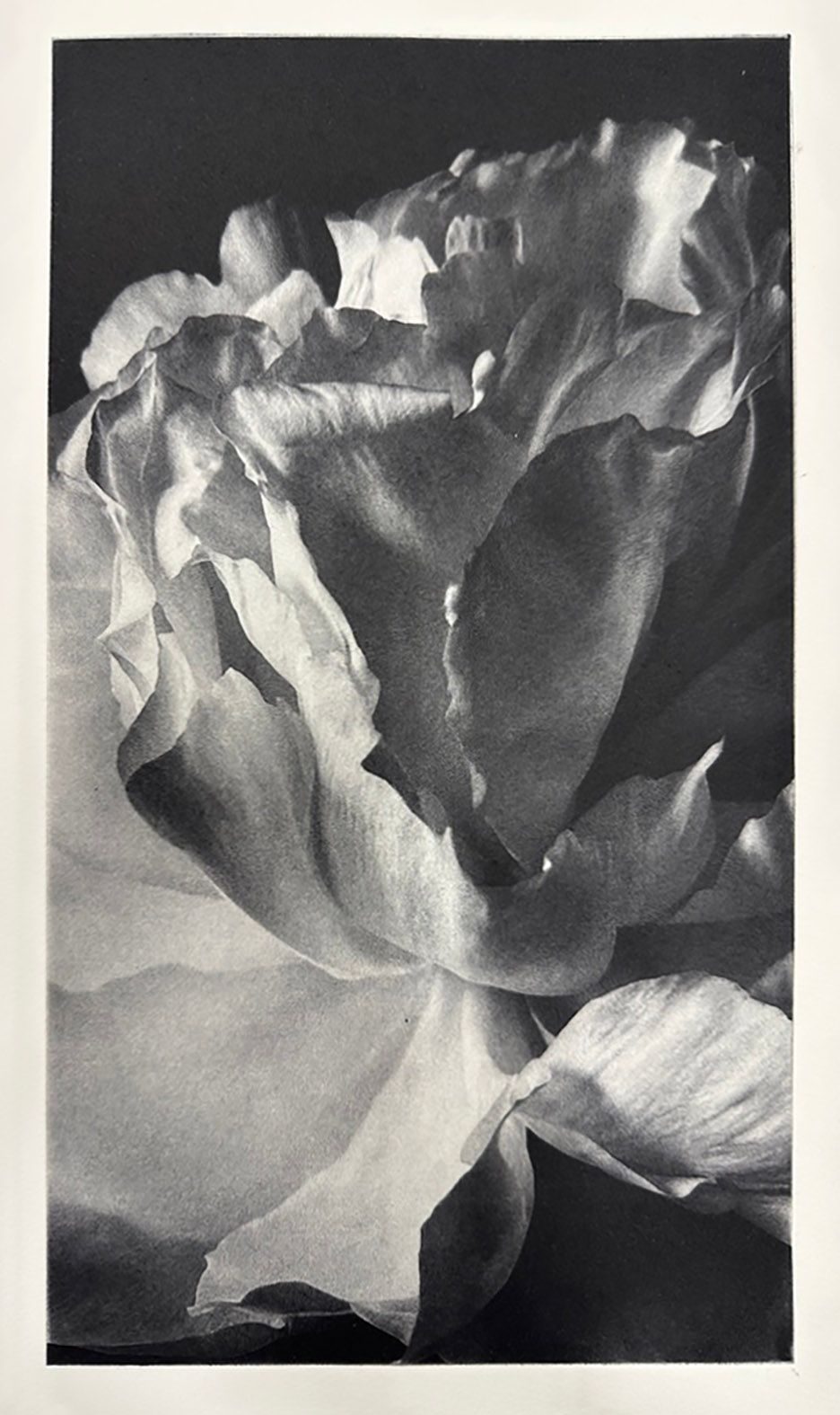A print of peonies in black and white