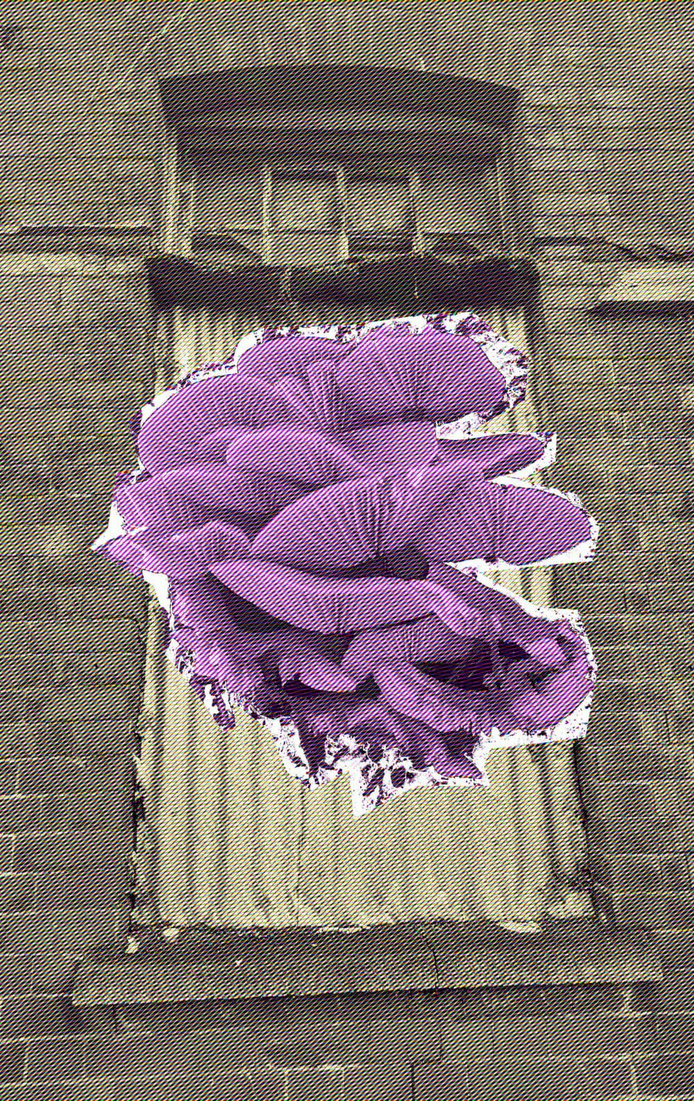 Digital image of purple funghi against a boarded up window