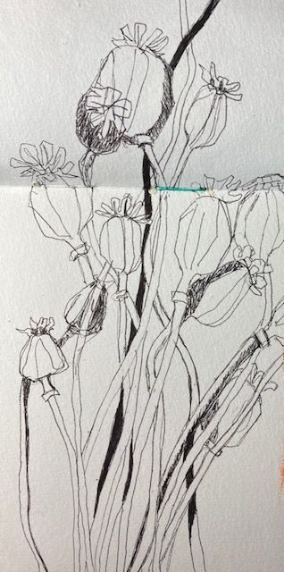 Black ink quick sketch of poppy heads on white paper