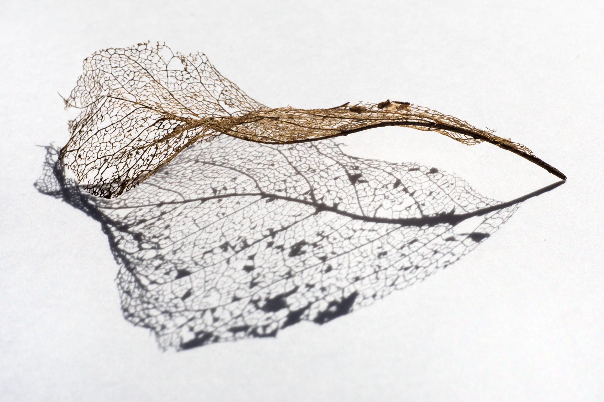 photography based digital image