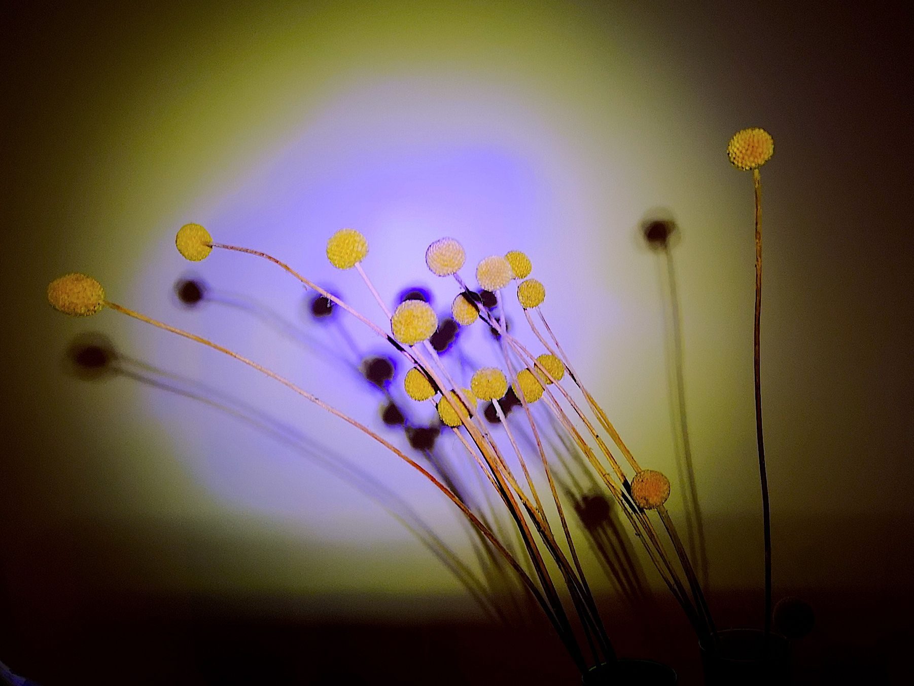 photo of dried plants with shadows and bright light created with a bike light