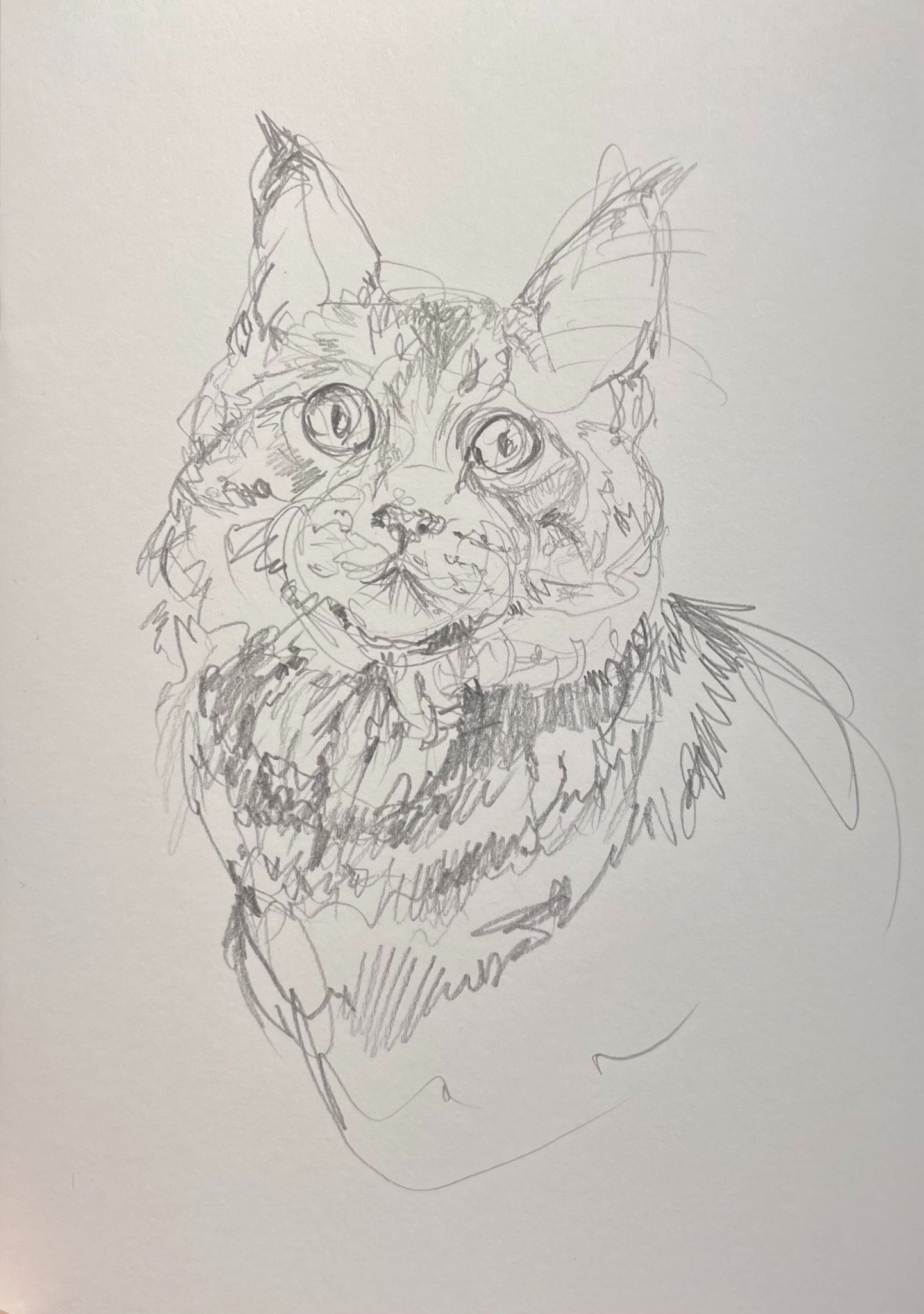 sketch of a cat