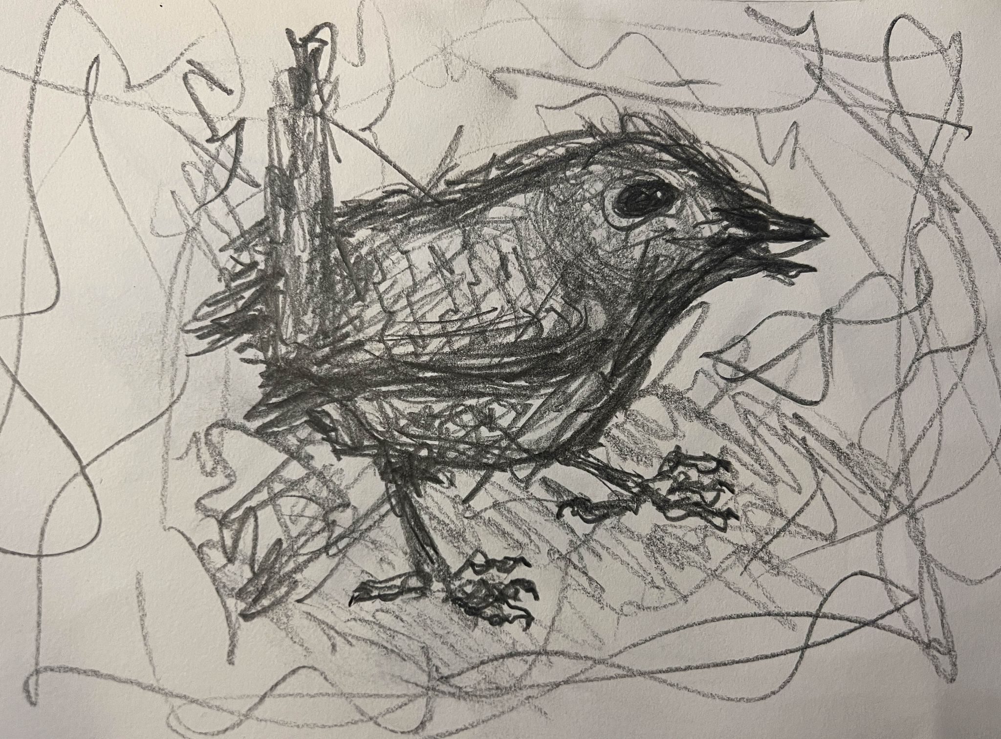 A messy scribbly pencil drawing of a wren