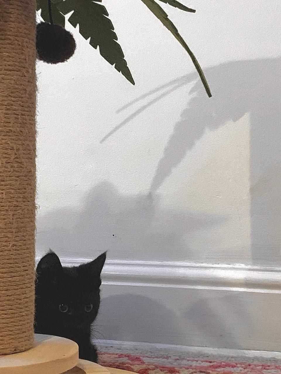 A kitten named 'Mog' enjoys some down time with his palm tree toy. This is my answer to today's promp 'How are you?´. I feel like a long a paradise that as of today, is only a fictional toy.