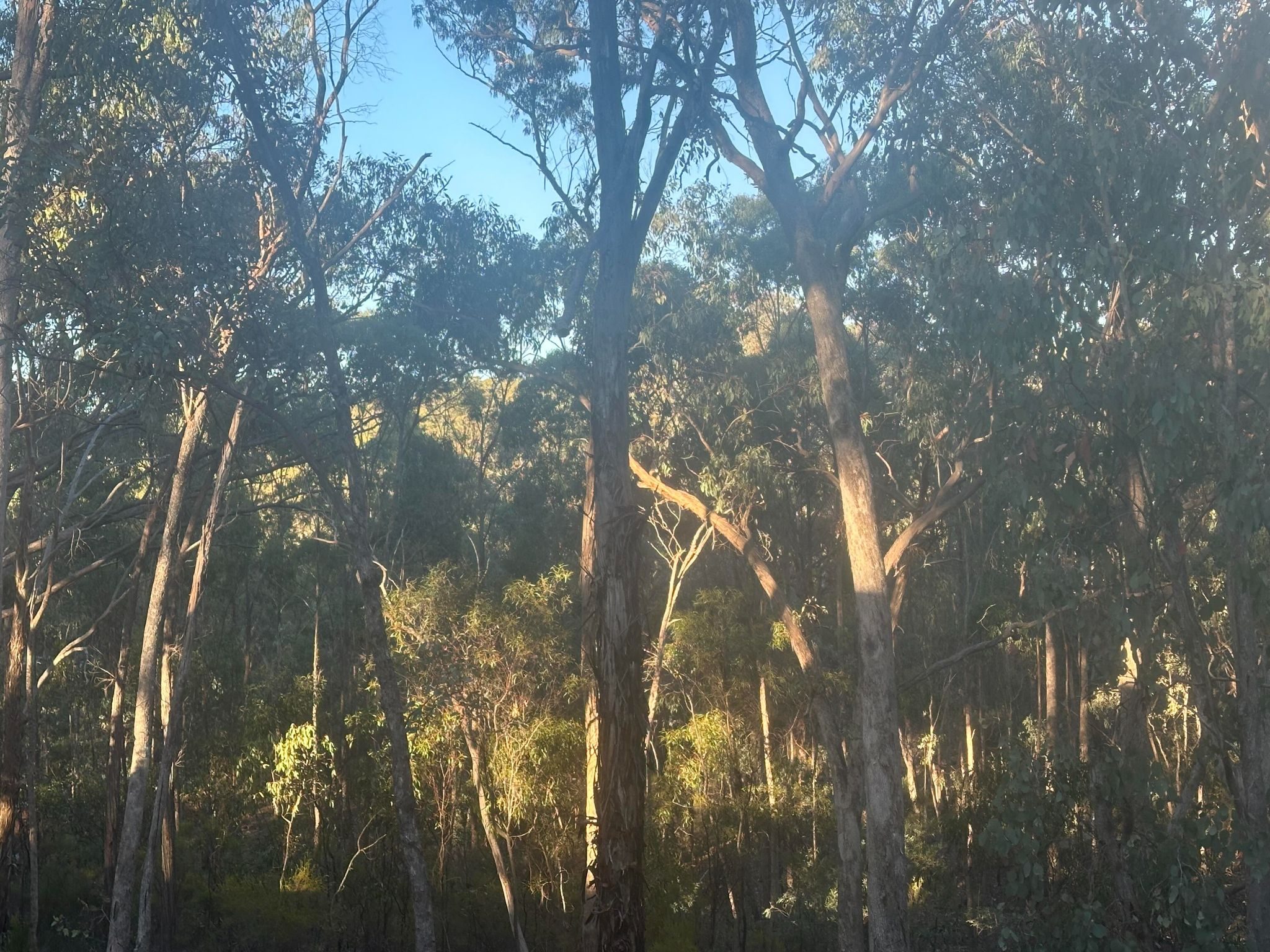morning light in the bush