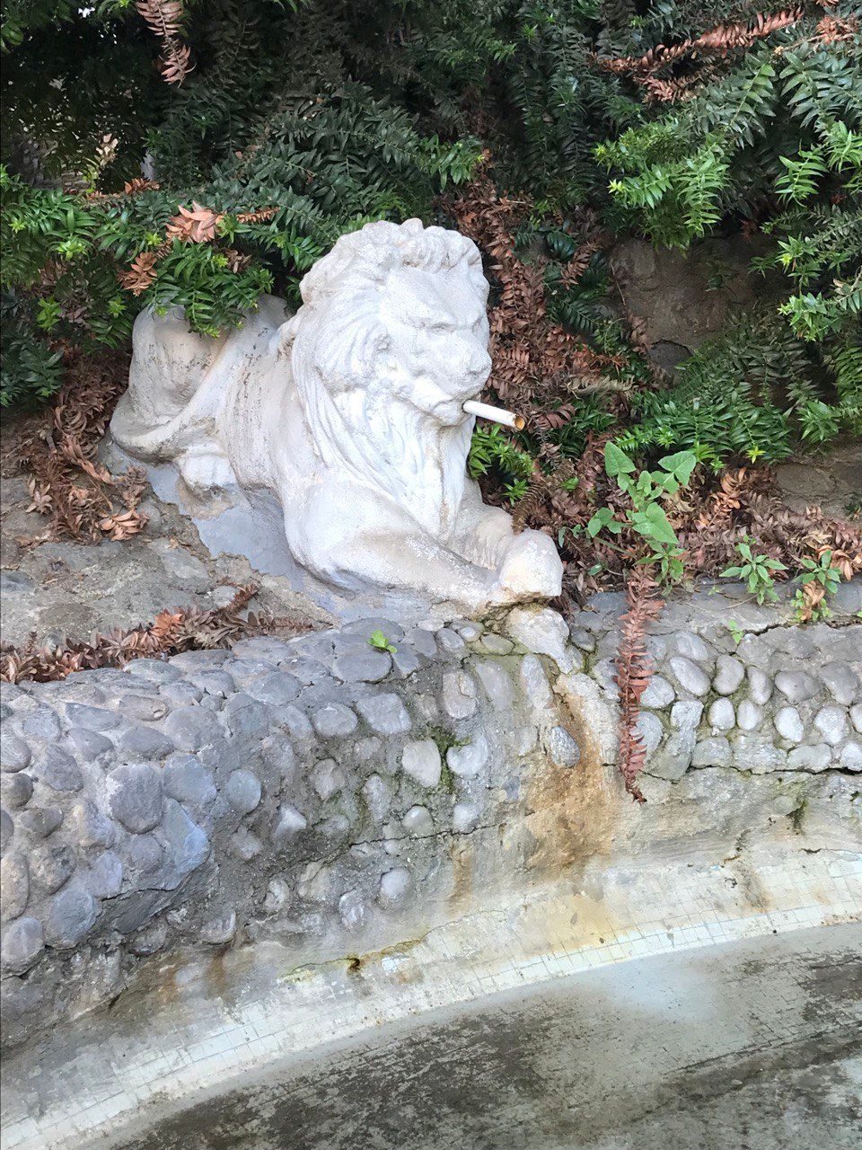 A photo of a fountain in the form of a lion. The waterpipe in the lion's mouth reminds of a cigarette. So it seems that the lion is smoking.