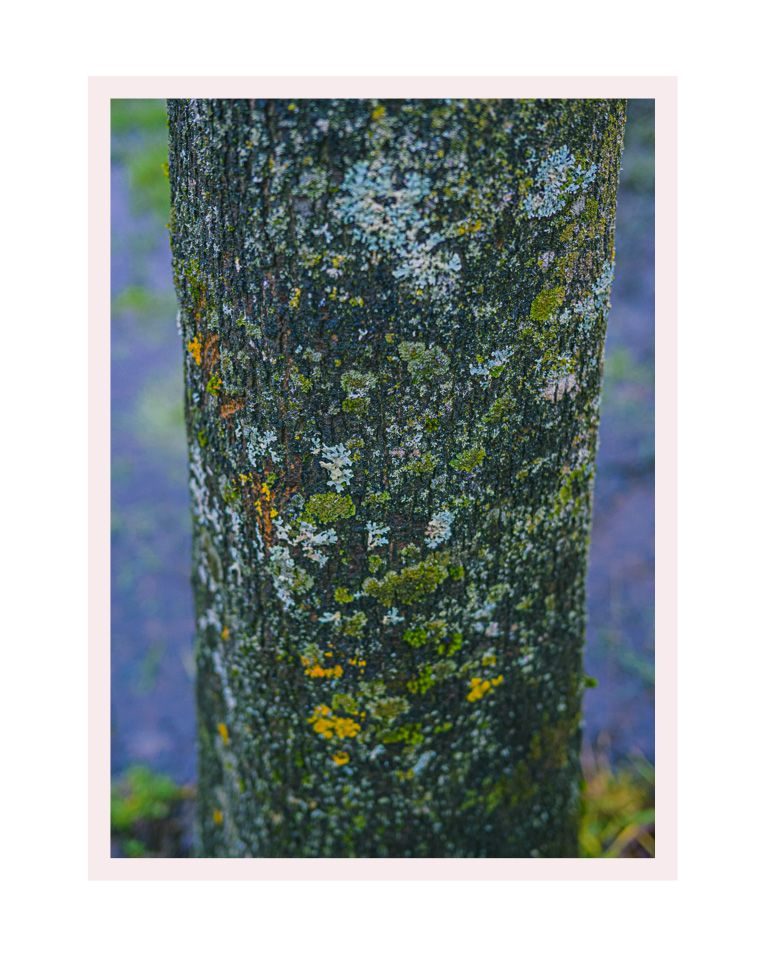 A vertical, close-up photograph of a dark tree trunk covered in a 