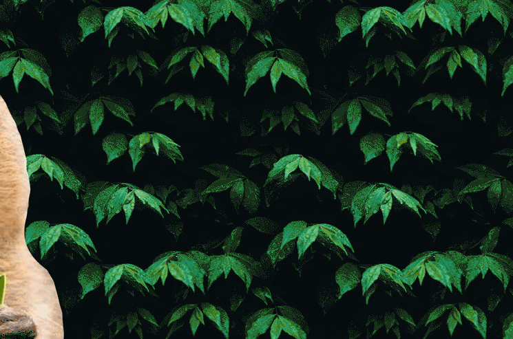 A gif of a quokka eating a leaf against a leafy green background